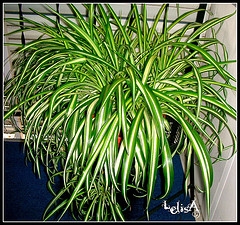 spider plant